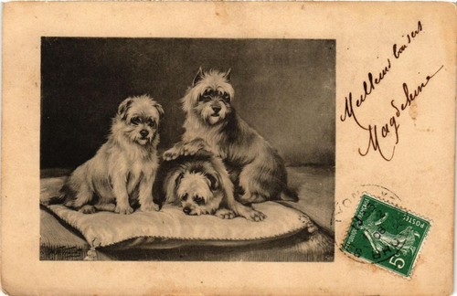 Cpa wire haired dogs - wire,