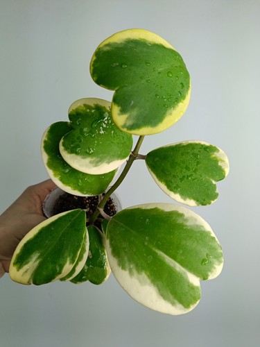 Hoya kerrii variegata - hoya,