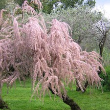 Tamarix gallica tamerice - tamarix,