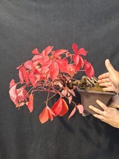 Bonsai Di Parthenocissus quinquefolia(Vite Americana)