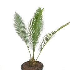 Dioon edule Jacala Form