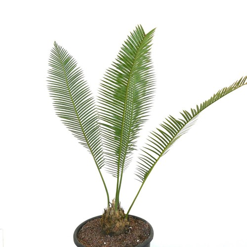 Dioon edule jacala form - dioon,