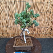 Bonsai pino pentaphilla - bonsai,