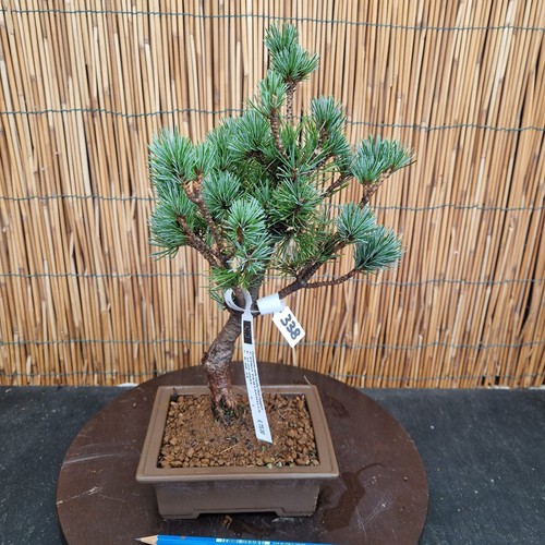 Bonsai pino pentaphilla h - bonsai, di