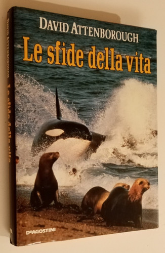 Sfide della vita david - sfide,