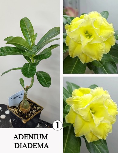 Adenium diadema rosa - adenium, uva
