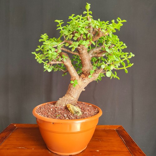 Pre bonsai portulacaria - pre,