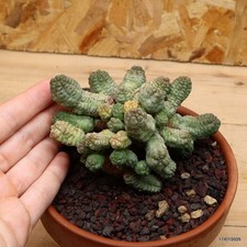 Euphorbia pseudoglobosa