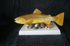 trota bruna, arte del pesce