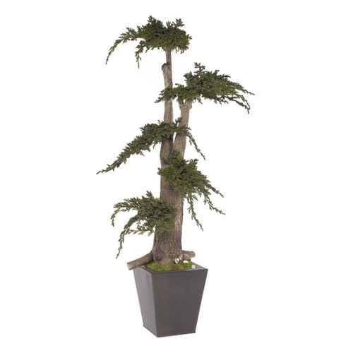 Pianta ginepro stabilizzata - ginepro,