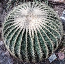 Echinocactus grusonii var