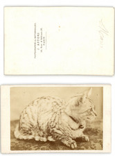 Astori, Paris, chat avec