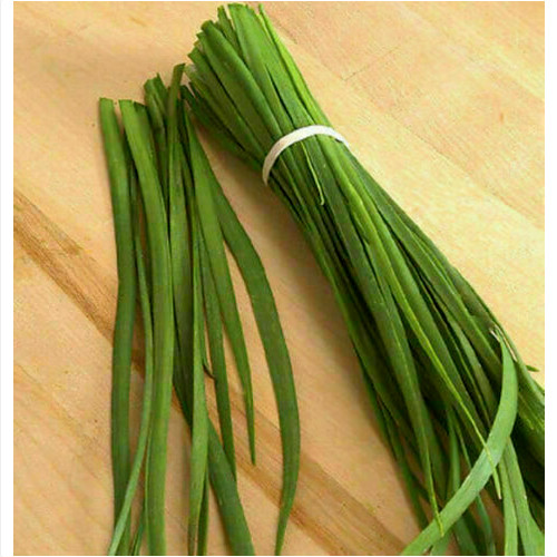 Allium tuberosum aglio - tuberosum,