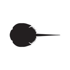 Horseshoe Crab - Vinyl Decal