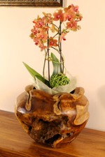 Legno Fioriera Radica Vaso da