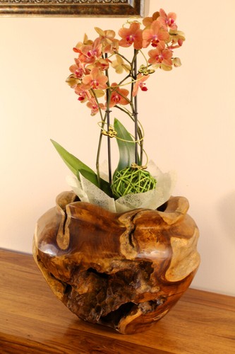 Radica fioriera teak - fioriera,
