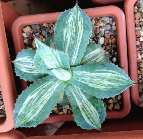 Agave isthmensis rosa - isthmensis, "rosa