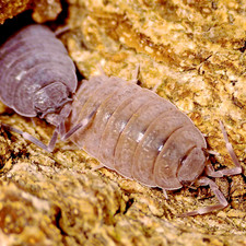 Porcellionides pruinosus ×15