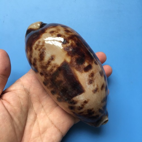 133 cypraea - 133,7,