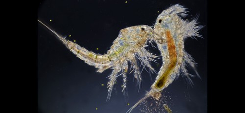 Zooplancton vivo copepodi - zooplancton,