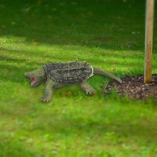 Decorazione da tavolo modello