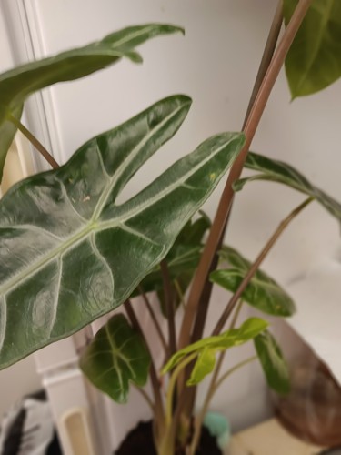 Alocasia longiloba corm - longiloba, )