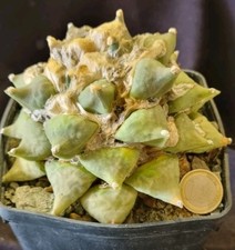 ARIOCARPUS FURFURACEUS from