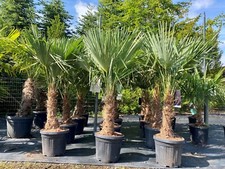Trachycarpus Fortunei - Ventaglio cinese - 140-160 cm - Altezza tronco 30-35 cm