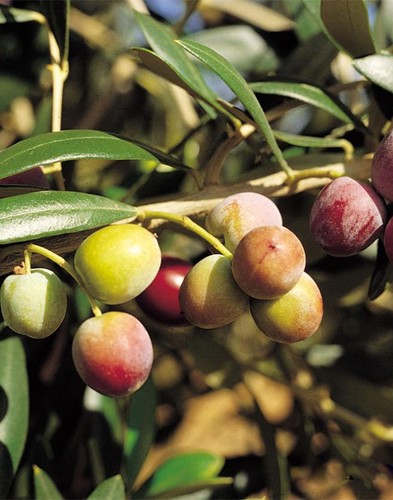 Pianta olivo arbequina - olivo,