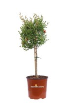 Pianta di Melograno Nano