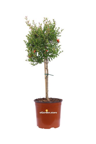 Pianta melograno nano - pianta,