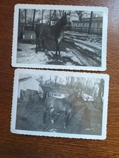 Foto vintage grigio ananas