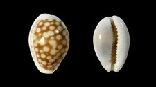 Cypraea comma toliarensis