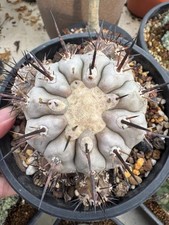 Vendita 11,2 cm Raro Cactus