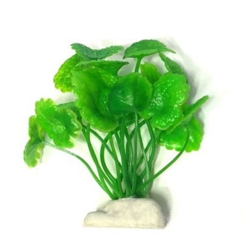 Pianta piantina - pianta,