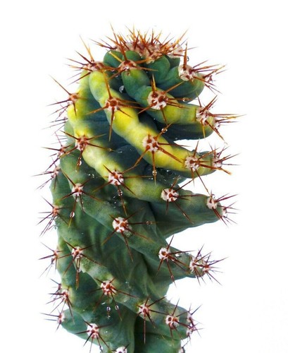 Cereus peruvianus spiralis - cereus,