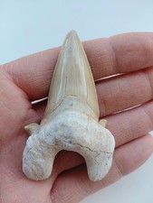 Grande Dente di Squalo Otodus