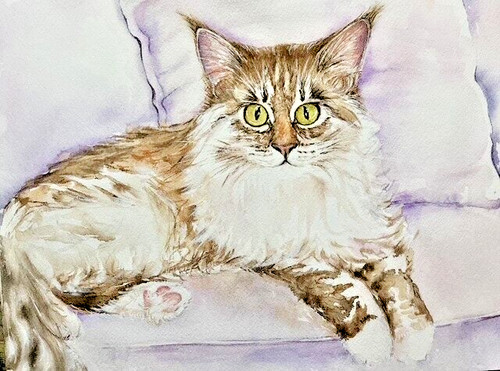 Acquerello gatto main - main, coon