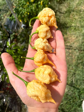 10 semi di peperoncino