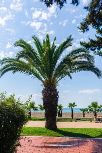 Pygmy date palm phoenix - palm,