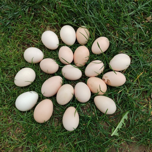 Uova gallina moroseta - 10,