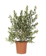 Feijoa Acca Sellowiana -