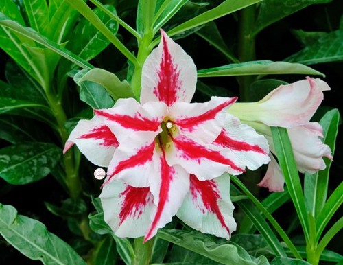 Adenium obesum girandola - adenium,