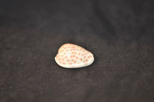 Scarce specimen persicula - scarce,