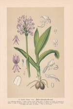 Orchis Simia - Affen-Knabenkraut Chromo-Lithographie Di 1894 Orchidee