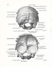 Stampa antica ANATOMIA DEL