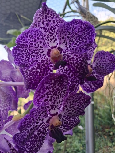 Vanda somsri blue classic - vanda, x