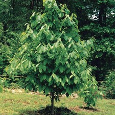 2 Pawpaw Tree: Bare-Root