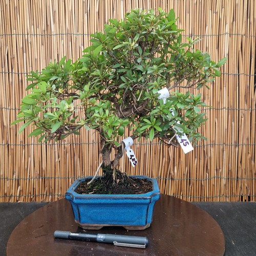 Bonsai azalea 35cm - h, visita