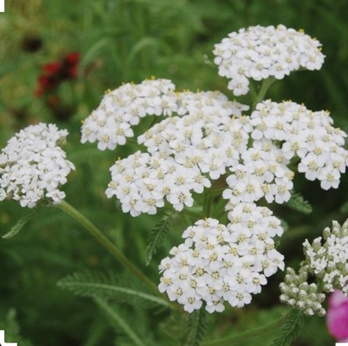 500 plus semi achillea - plus,